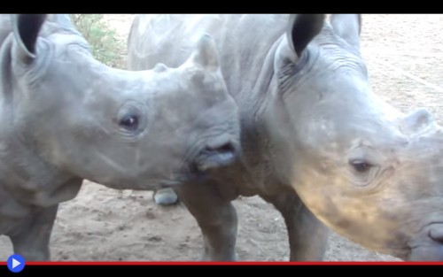 Rhinoceros call