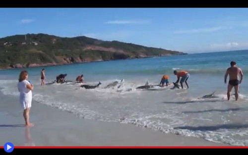 Beached dolphins