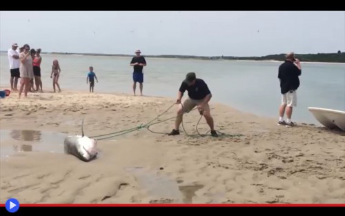 Beached shark