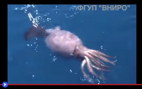 Colossal Squid