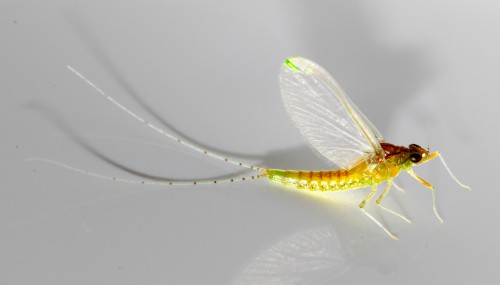 Ephemeroptera