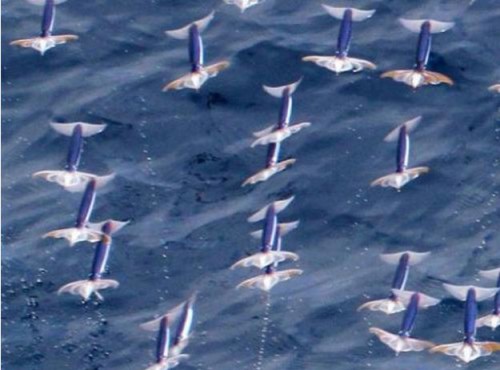 Flying Squid