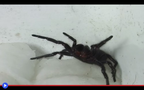 Funnel Spider