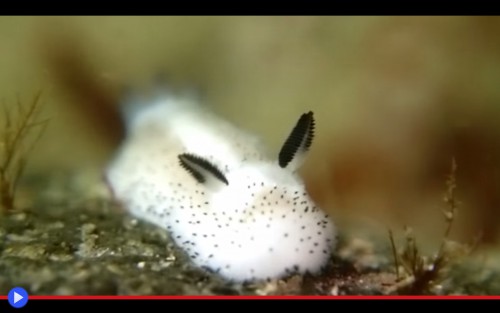 Hare Nudibranch