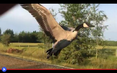 Canada goose