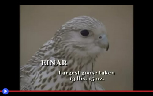 Einar Falcon