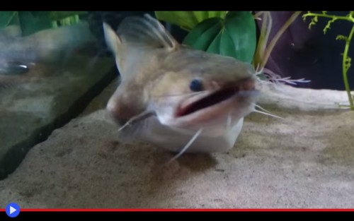 Gulper Catfish