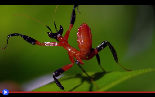 Kung-fu Mantis