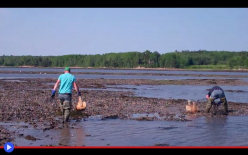 Maine Steamer Clams