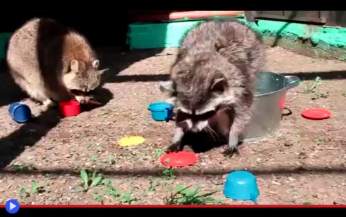 Raccoon Dishes