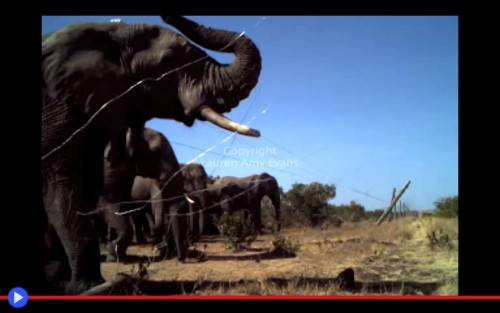 Elephants breaking fences