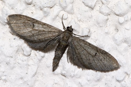 Eupithecia 3