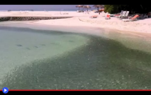 Giant Trevally