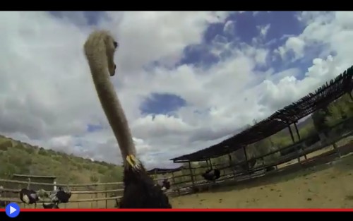 Ostrich riding