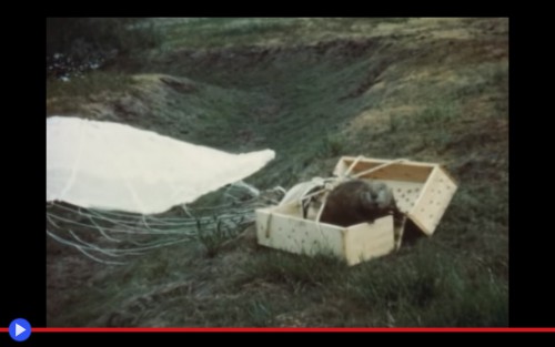 Beaver Parachute