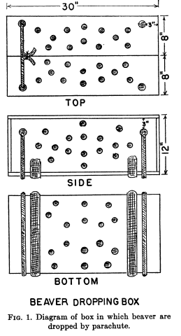 Beaver dropping box