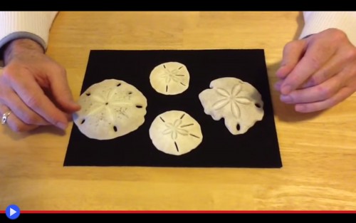 Sand Dollar 2