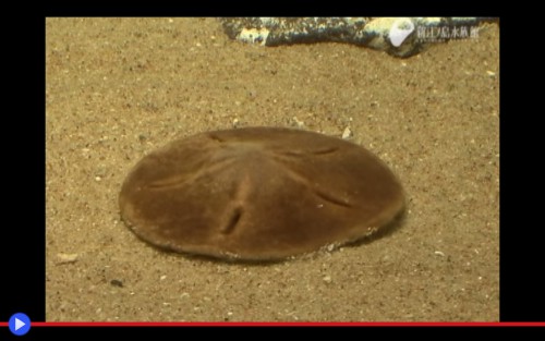 Sand Dollar 3