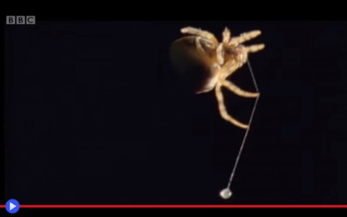 Bolas Spider