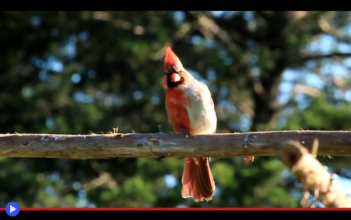 Chimera Cardinal