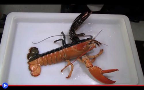 Chimera Lobster