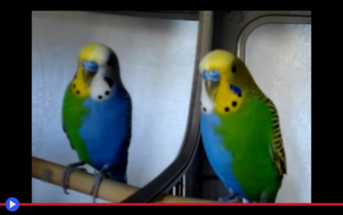 Chimera Parakeet