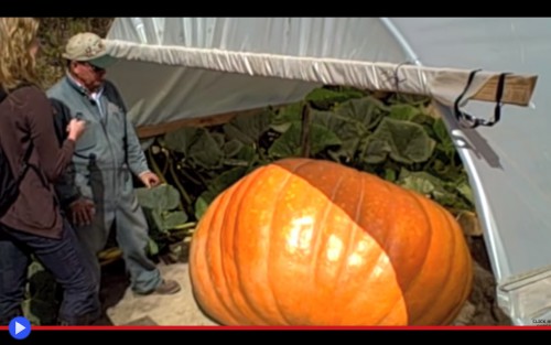 Giant Pumpkin