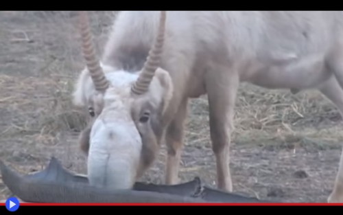 Saiga Documentary