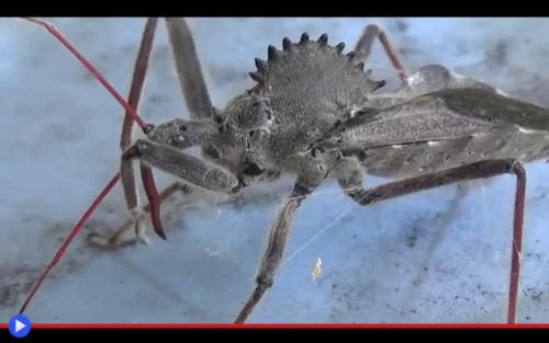 Wheel Bug Web