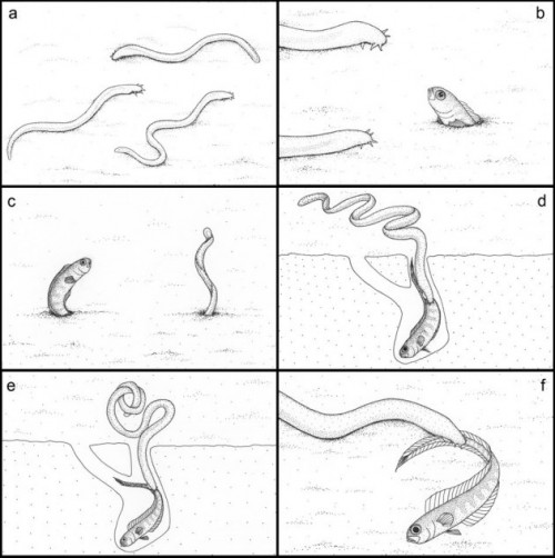 hagfish predation