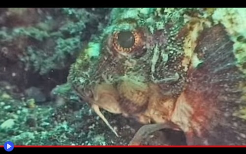 Devil scorpionfish