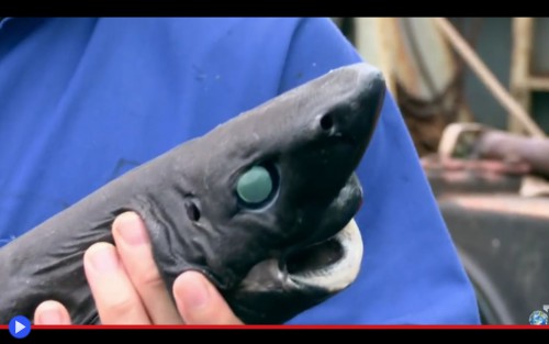 Lanternshark