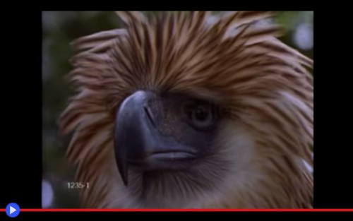Philippines Eagle 2