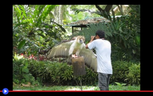 Philippines Eagle