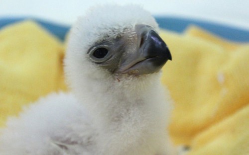 Philippines Eagle Chick