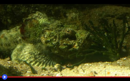 Stonefish