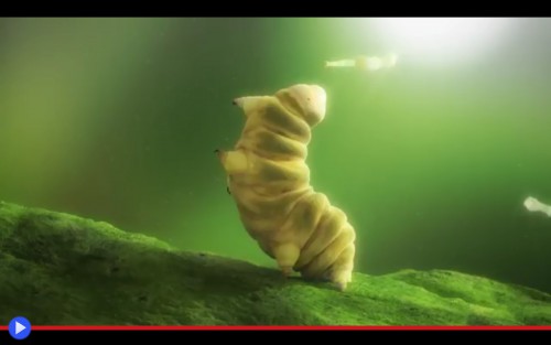 Tardigrade 3