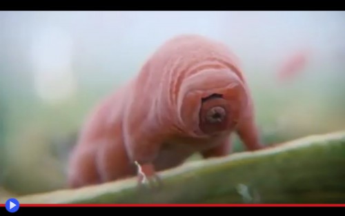 Tardigrade