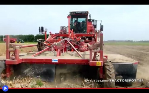 Tulip Harvesting 2