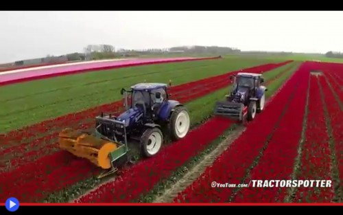 Tulip Harvesting
