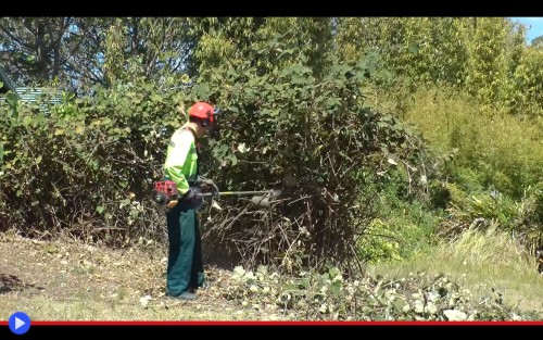 Blackberry deforestation