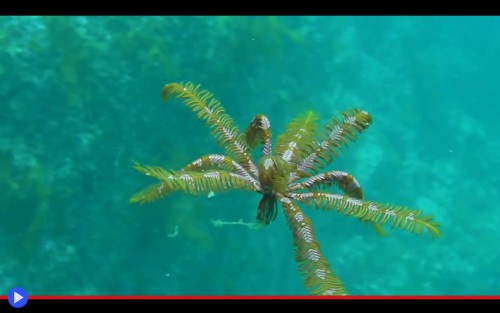 Feather Star 3