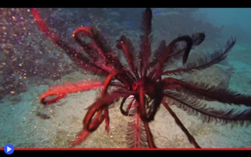 Feather Star