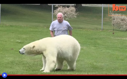 Polar Bear Swim