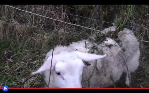 Sheep Brambles