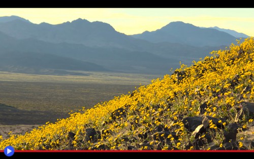Death Valley Full Bloom