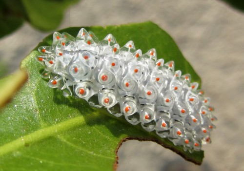 Jewel Caterpillar 2