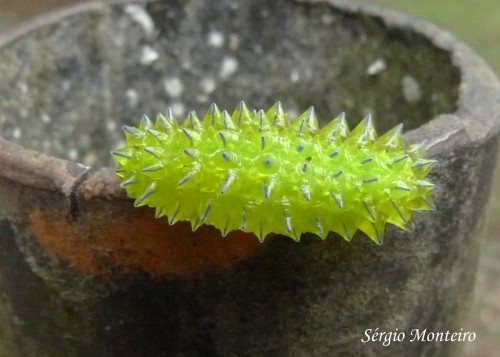 Jewel Caterpillar 3