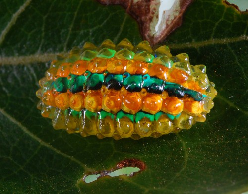 Jewel Caterpillar