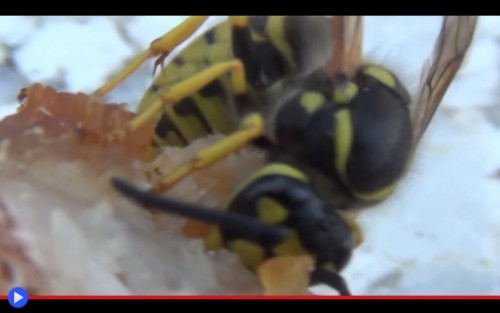 Vespula Germanica 2